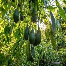 Avocado Tropical (એવોકાડો)